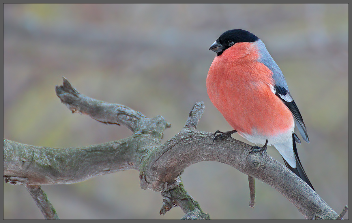 Медитация снегиря