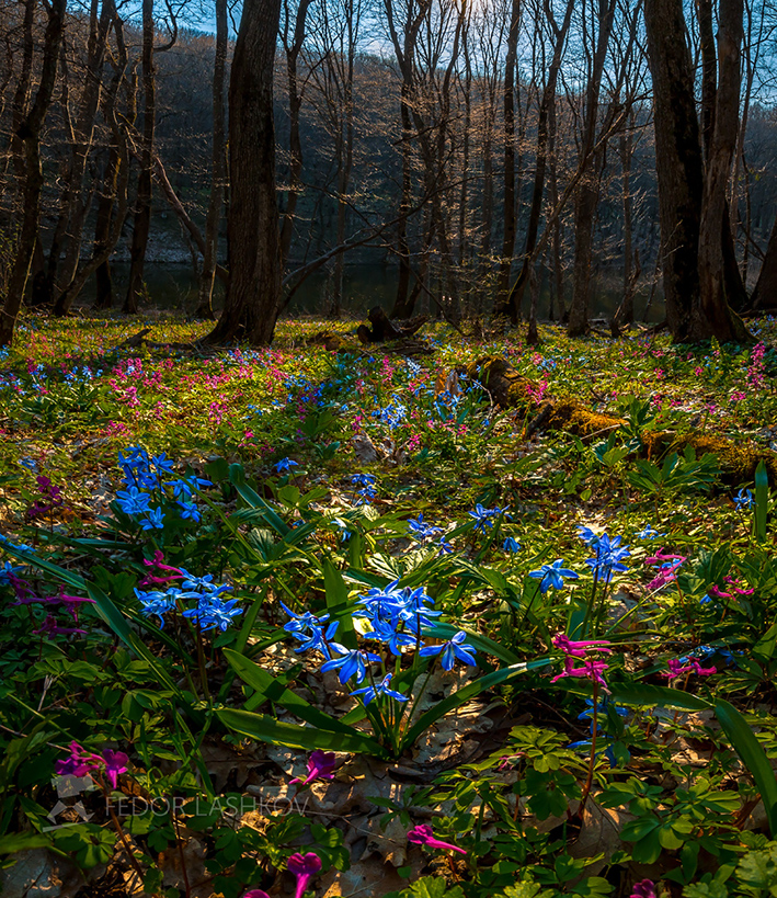 Волшебство одного весеннего дня!