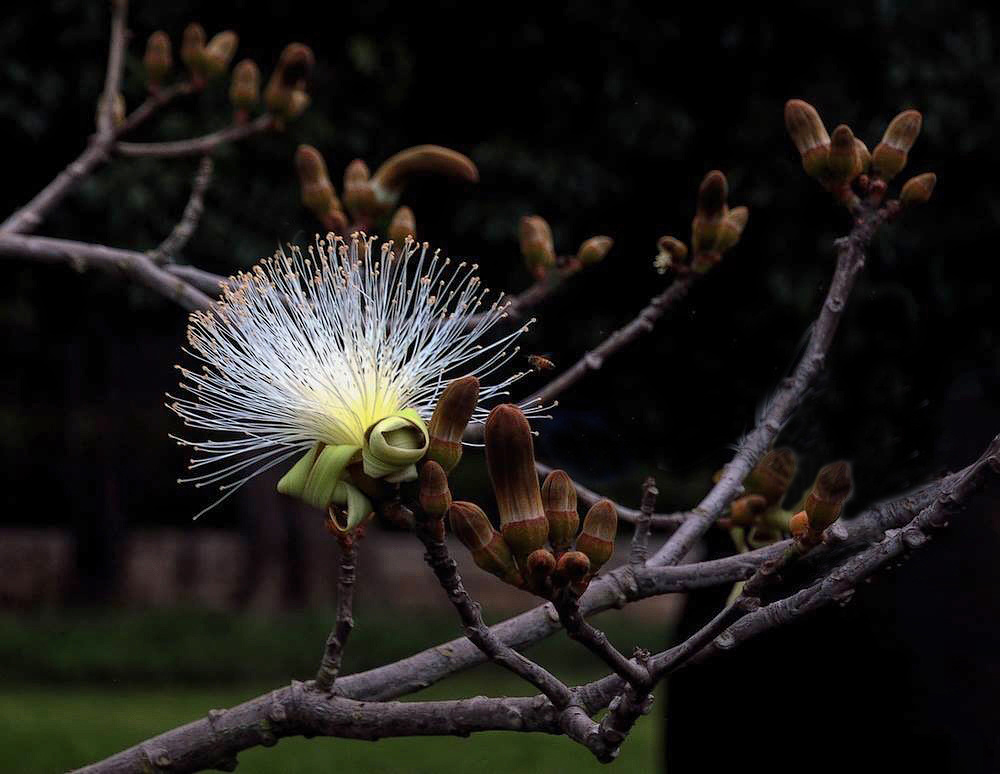 Весенняя распальцовка.