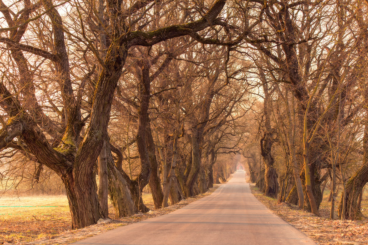 Стары шлях да маёнтка