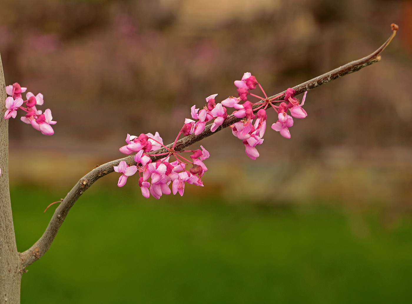 Веточка церциса