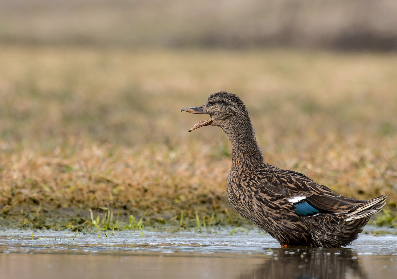 Весенний призыв.