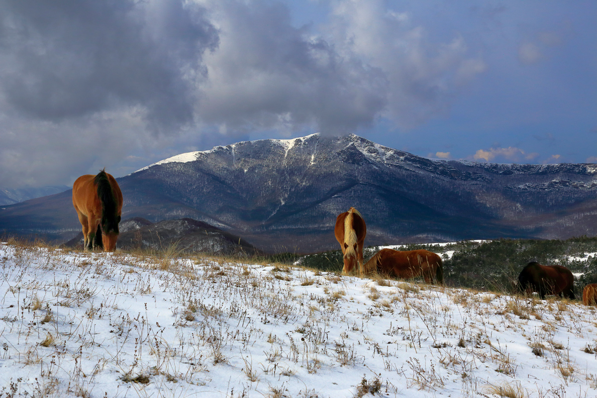 Лошади Демерджи