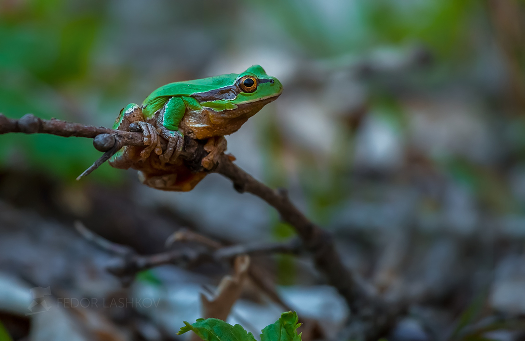 Квакша, или древесница