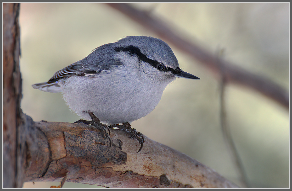 Чертовски верткий парень