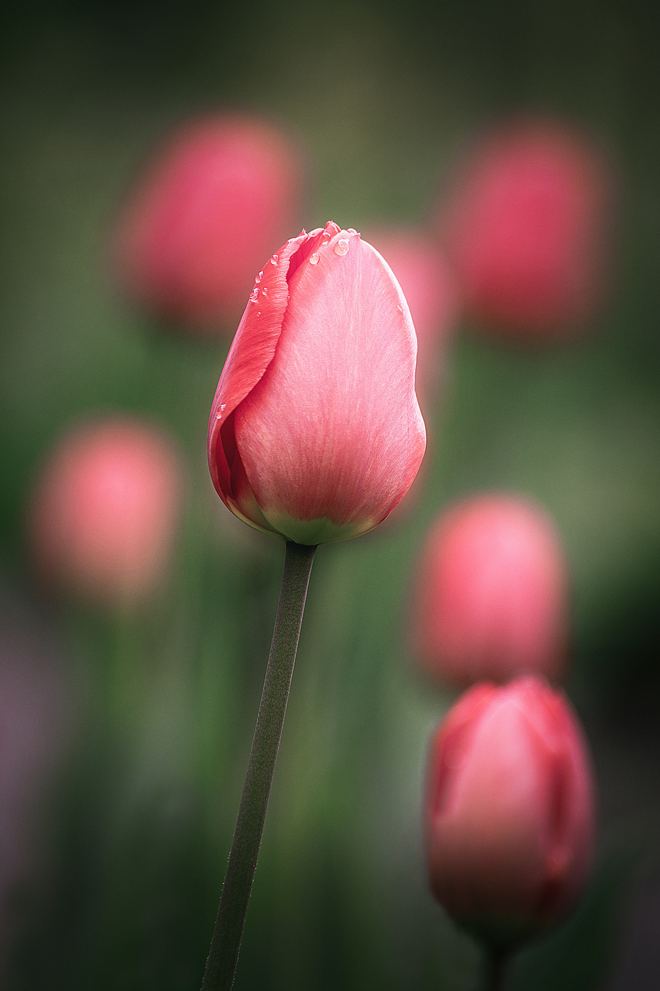 Нежность весны.