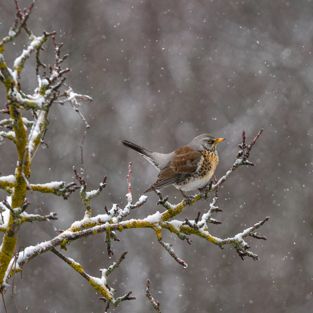 Середина апреля Подмосковье