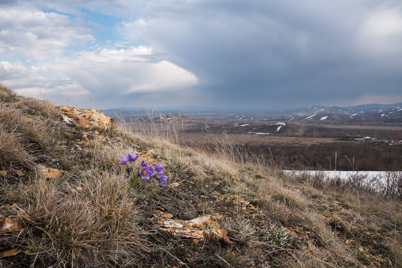 Первые цветы
