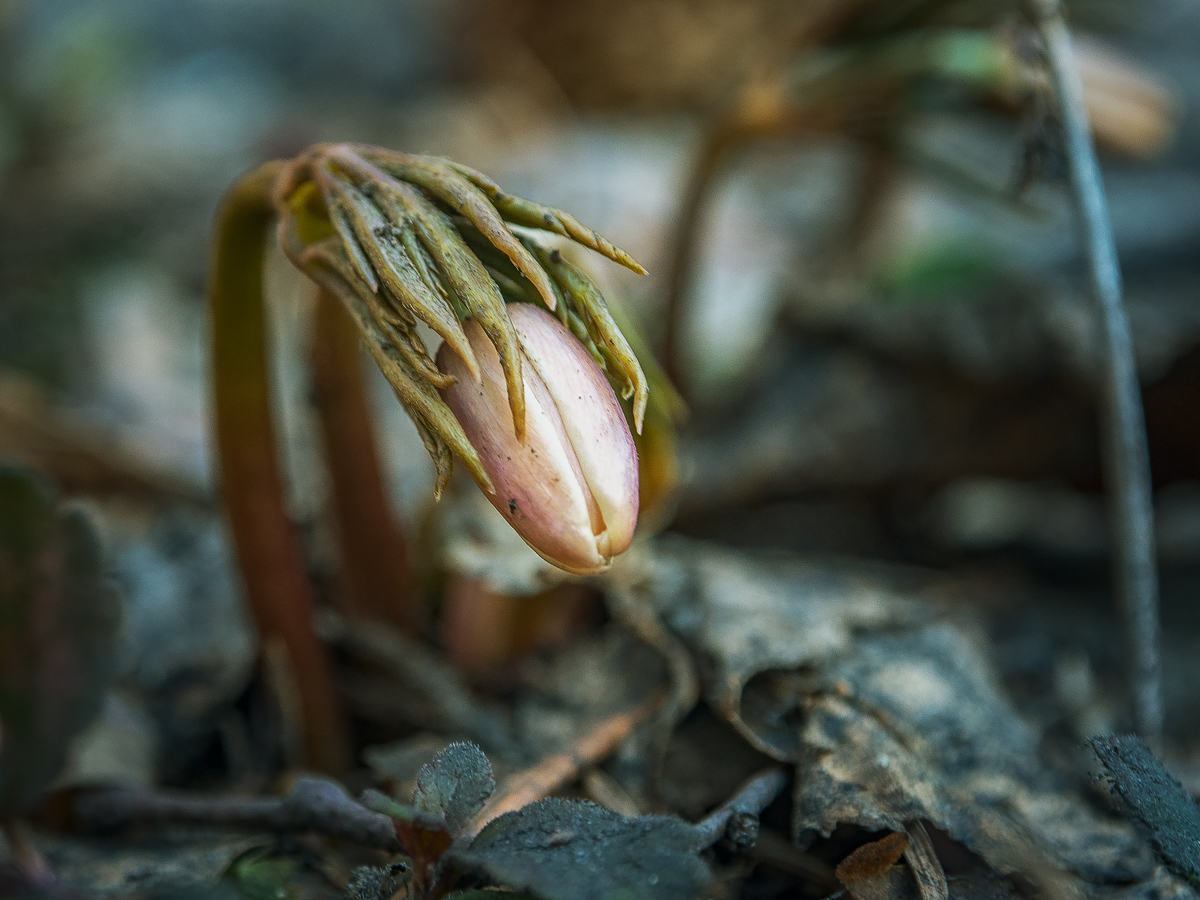 Пробуждение