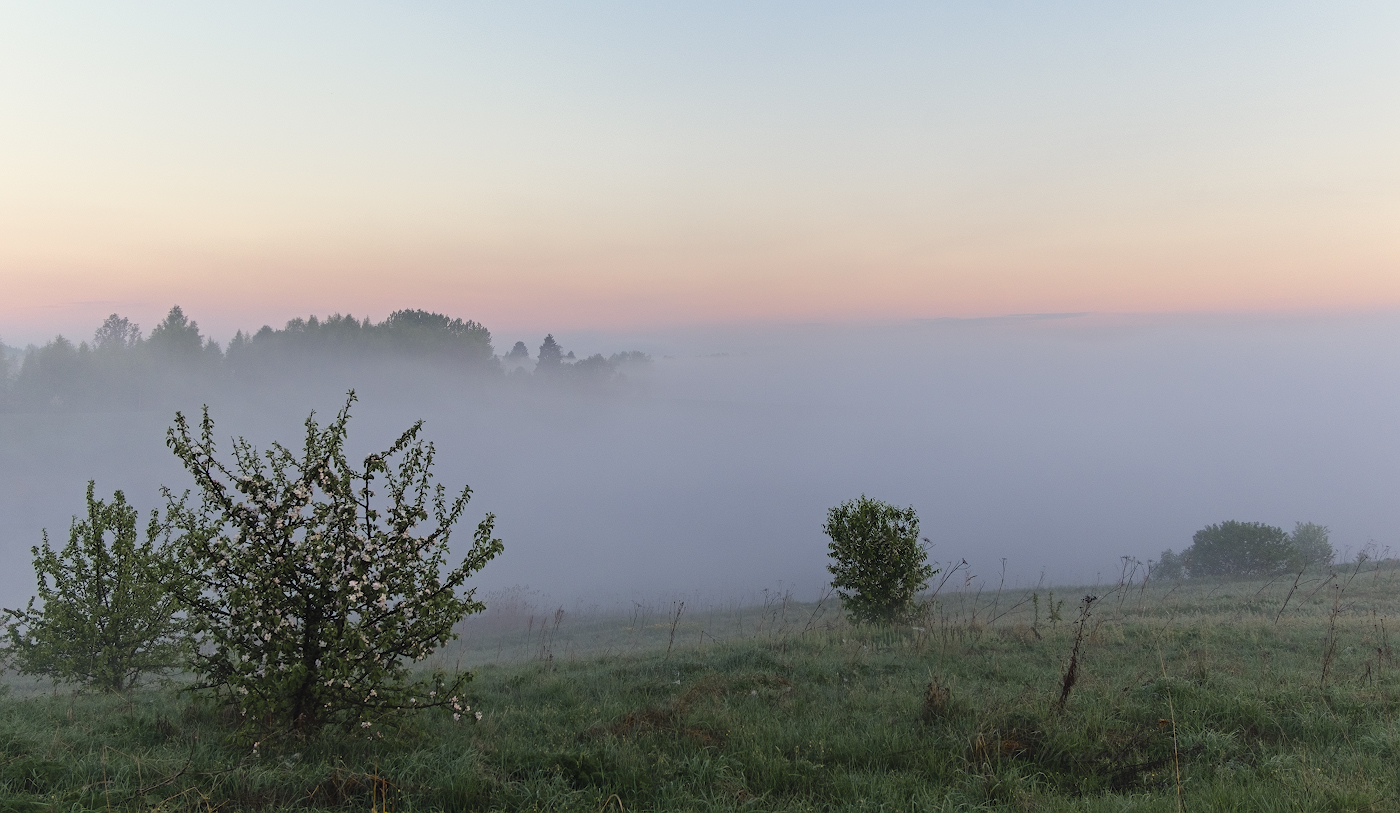 Весеннее цветение на фоне тумана
