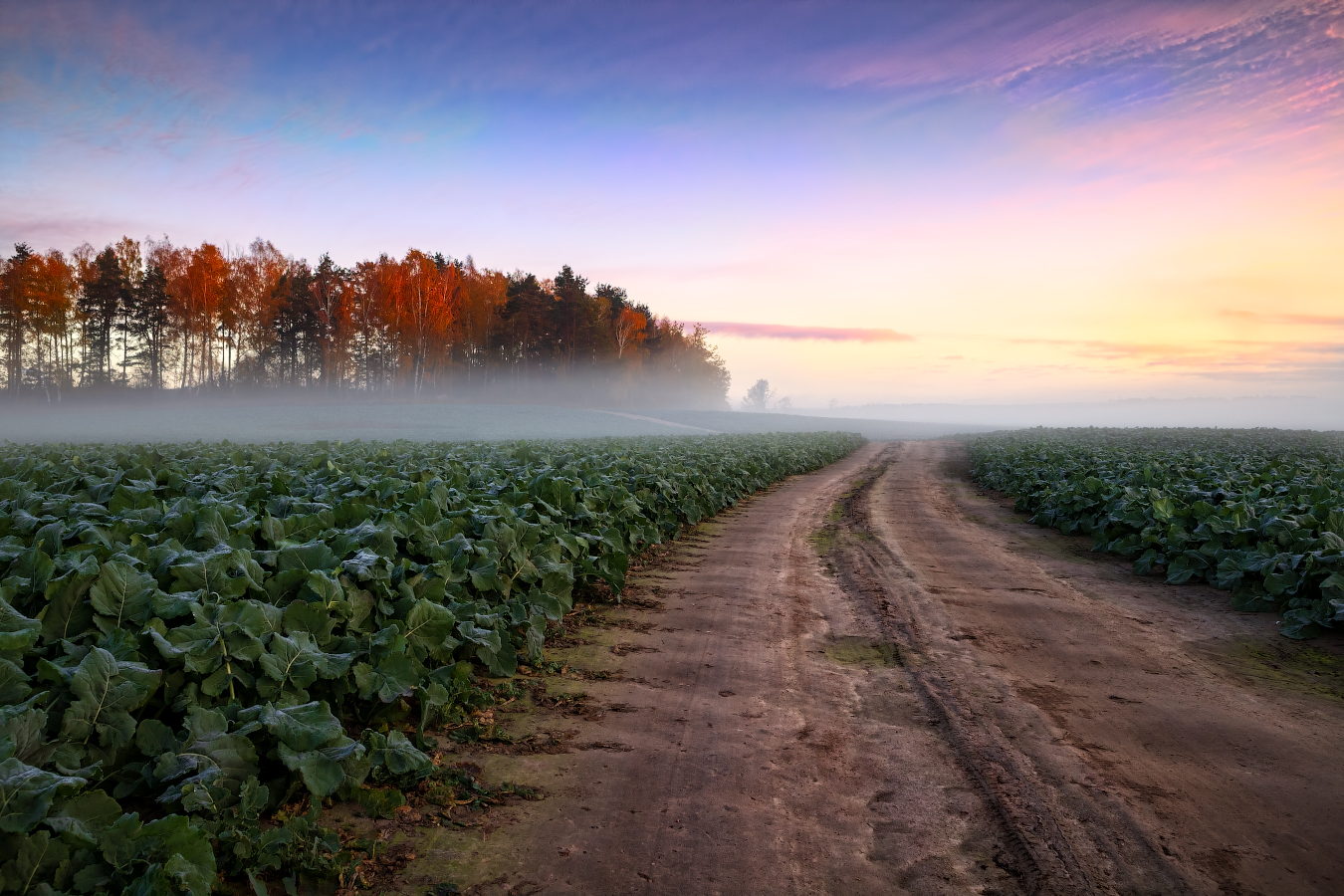 Дорога в осень