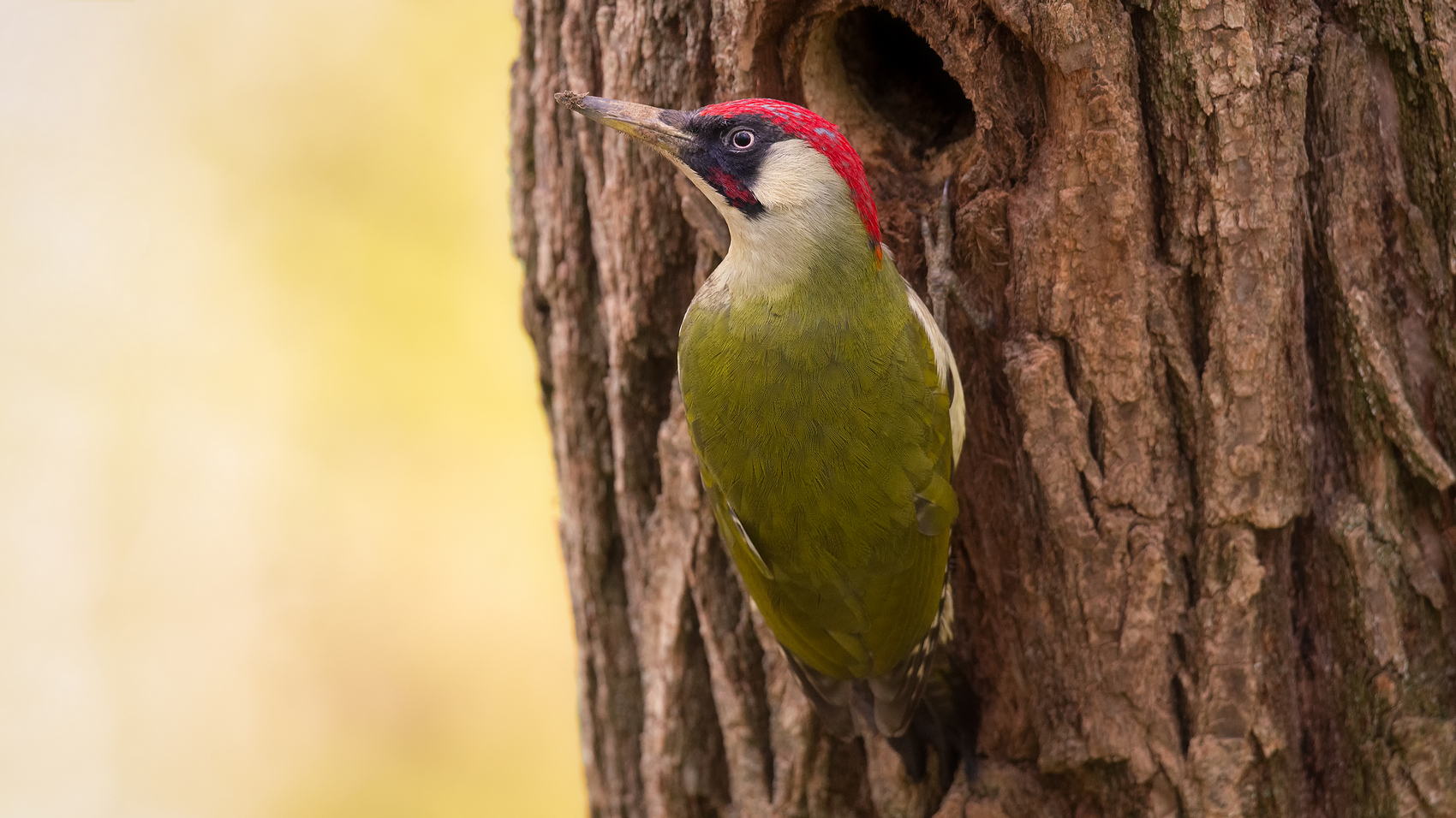 Портрет зелёного дятла