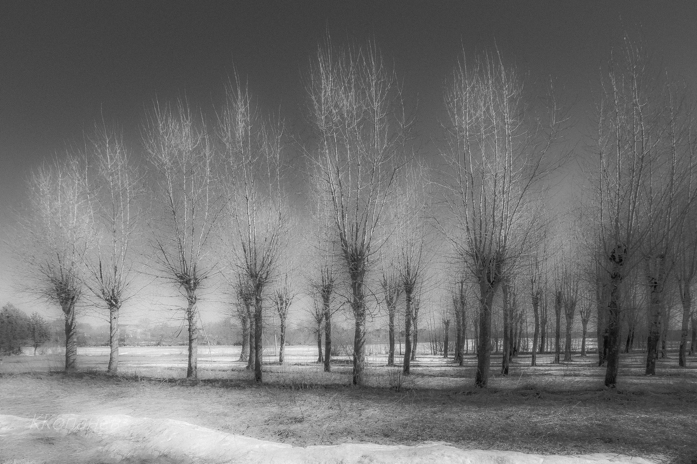 Компания тополей