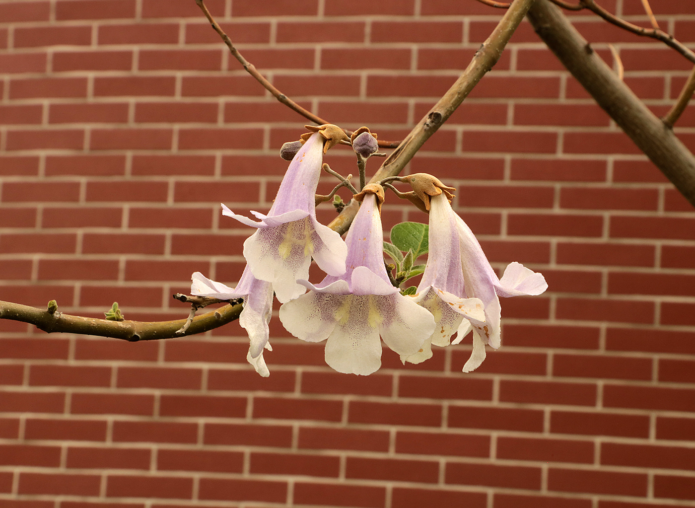 Цветы павловнии