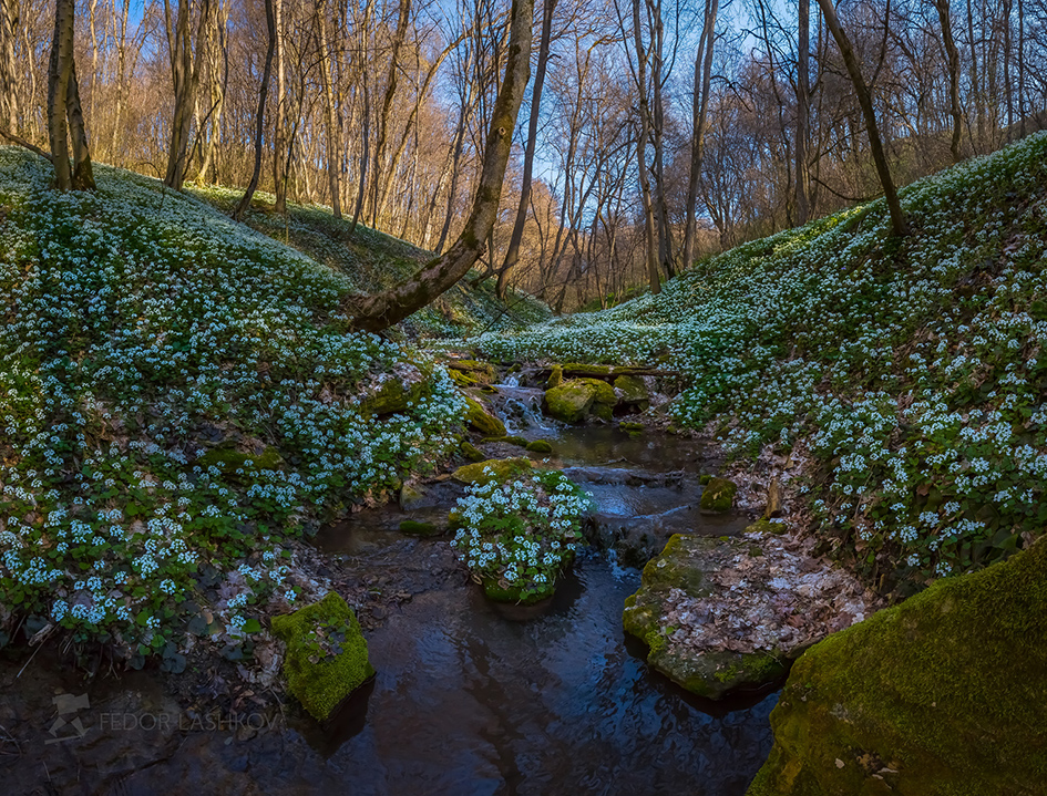 Ручей в весеннем лесу