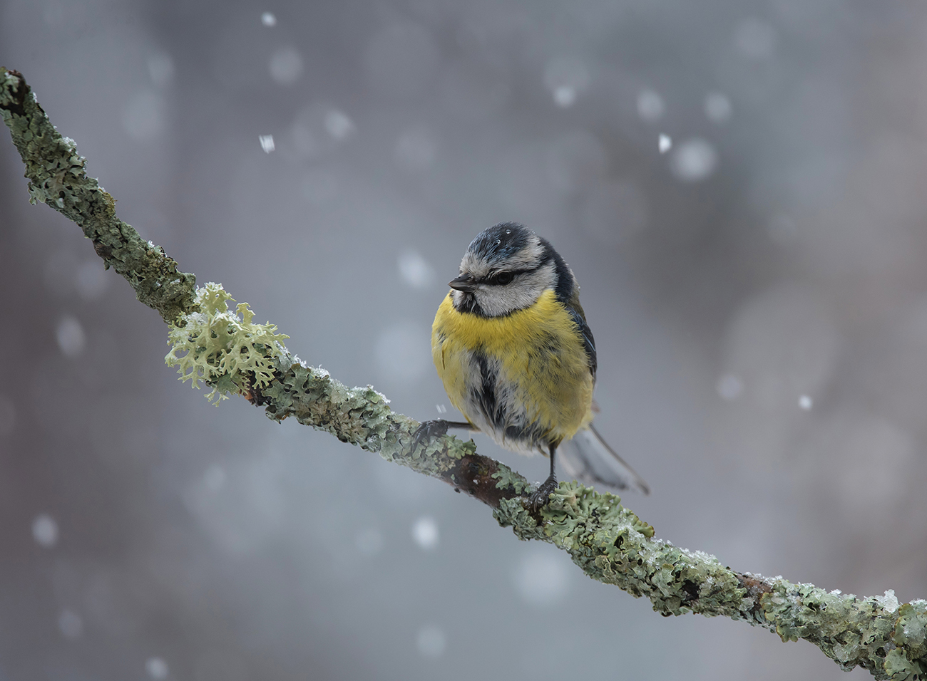 Зима ,тут, не на долго заглянула...