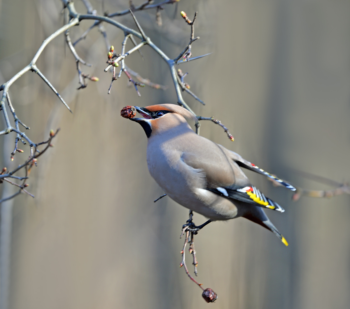 Свиристель