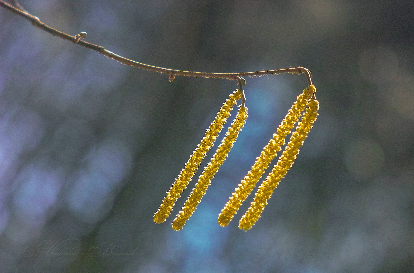 Камертон весны