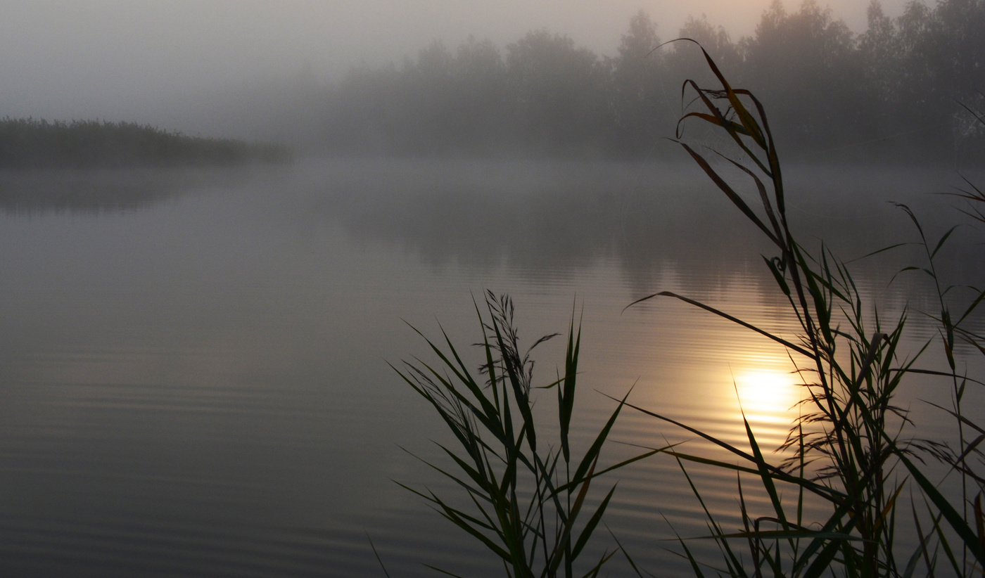 Утро туманных желаний