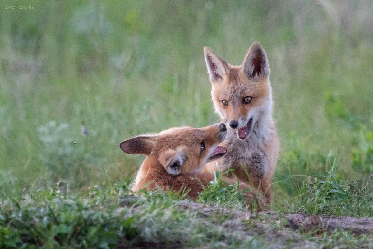 О чем болтают лисята