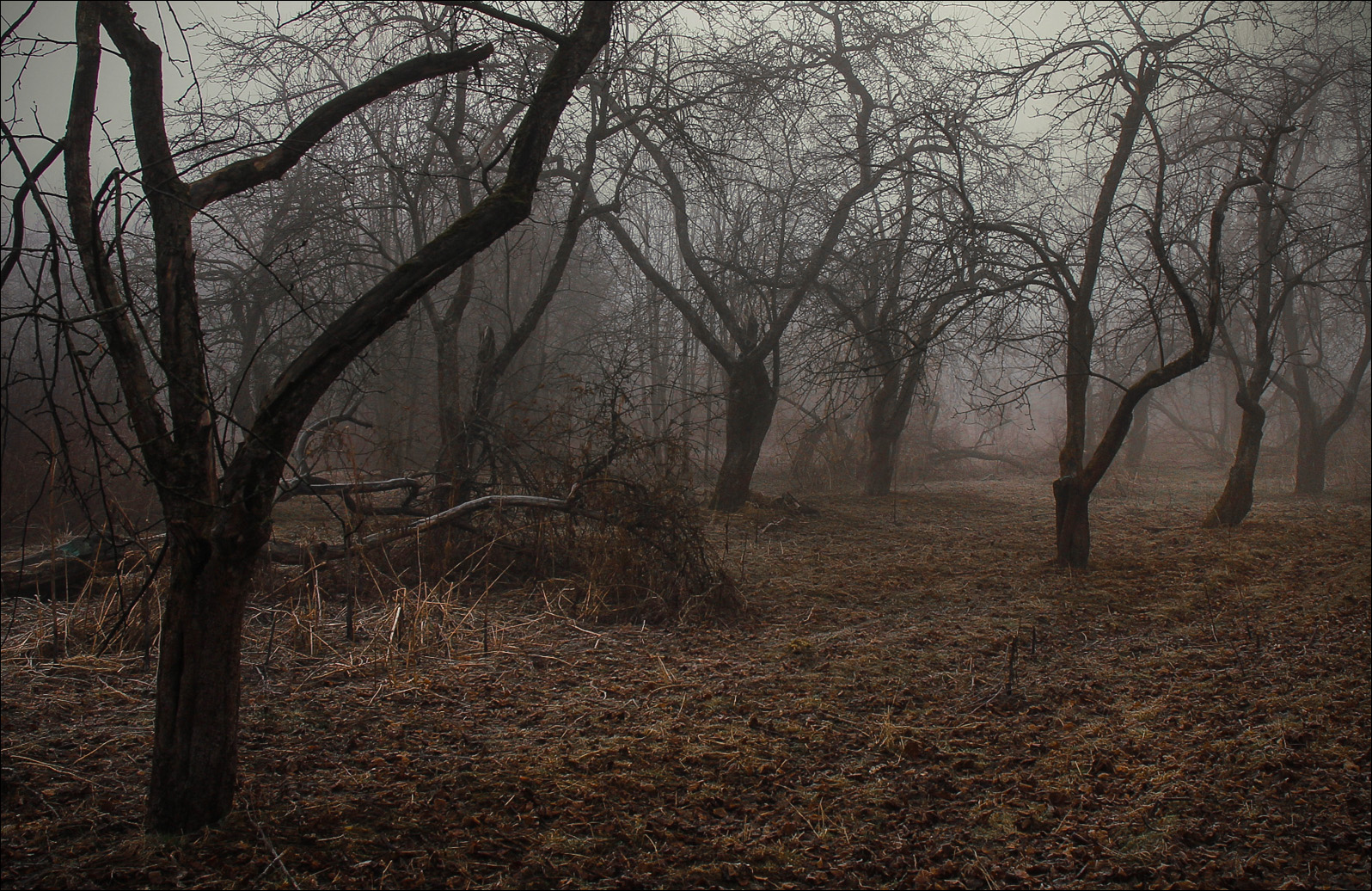 ...яблоневый сад...