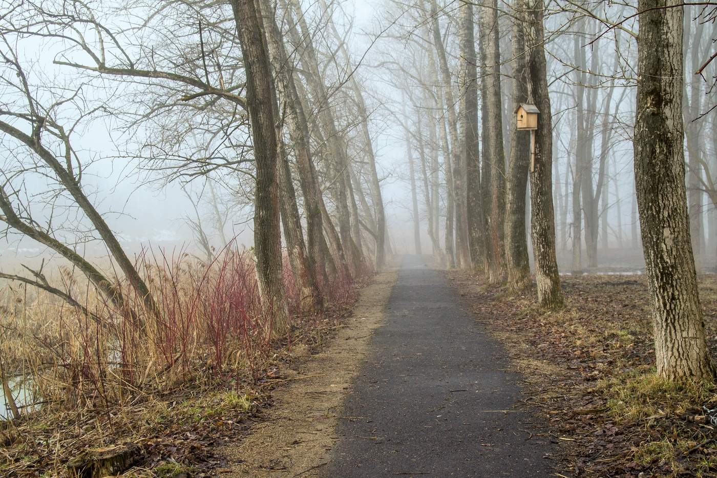 аллея в парке