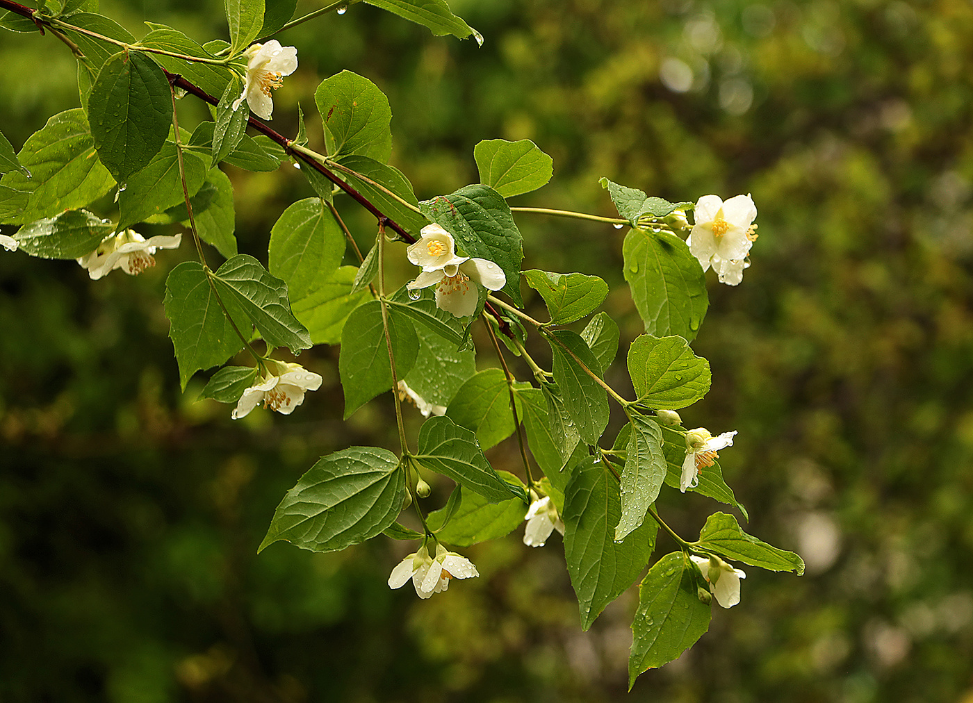Под весенним дождиком