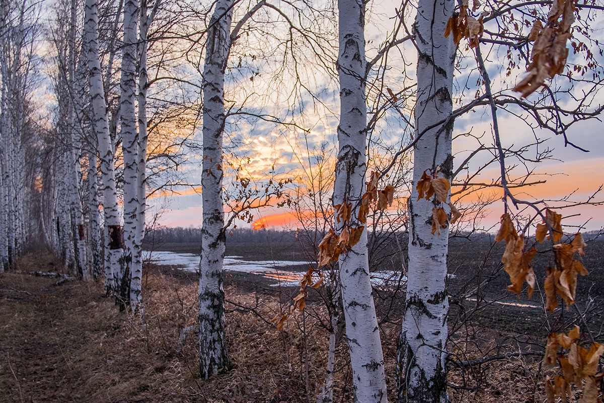 Берёзки...