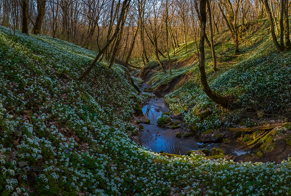 Цветущий снег