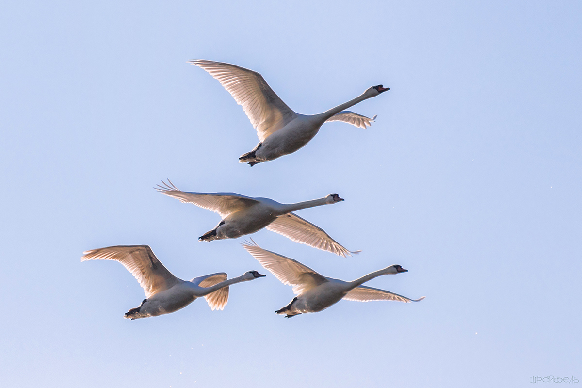 Пилотажная группа