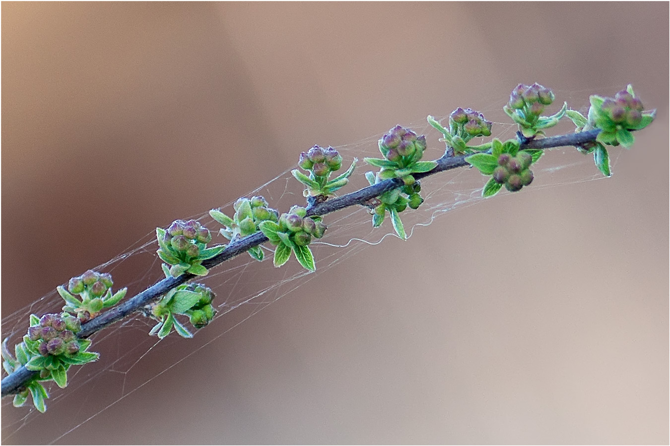 Таволга в апреле