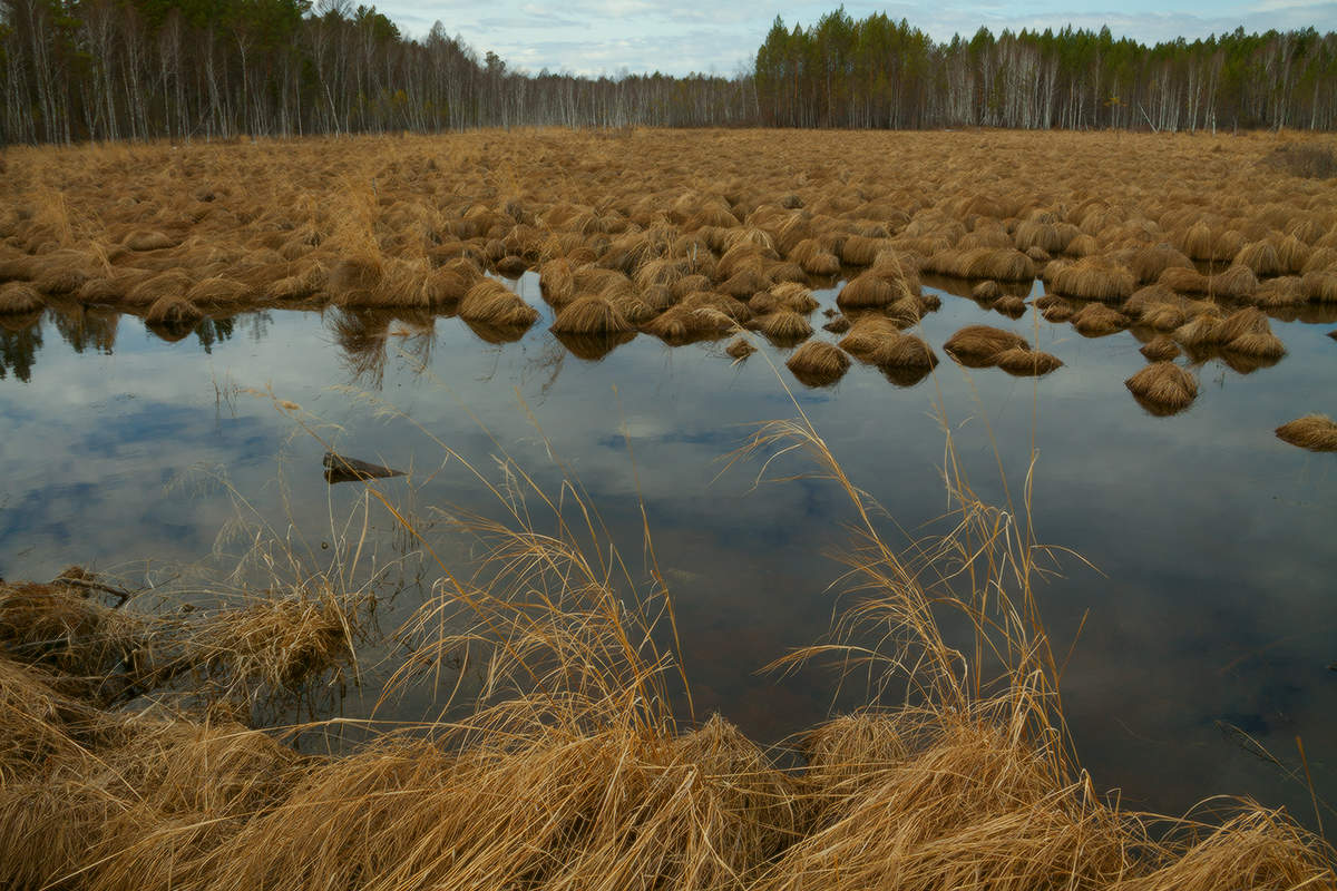 Весна на болоте