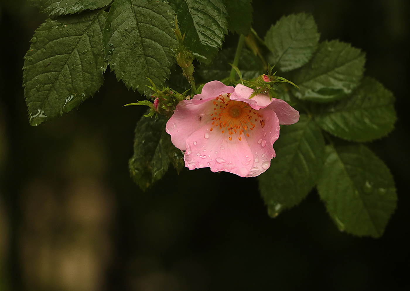 Я так красив, что не могу не плакать...