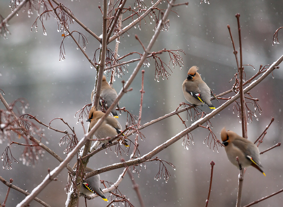 Свиристели
