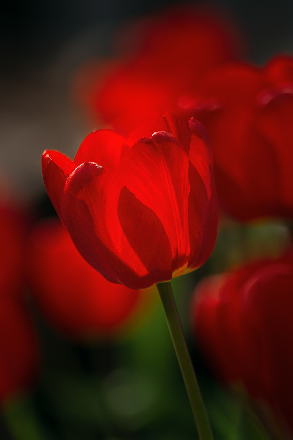 Тюльпановое пламя.