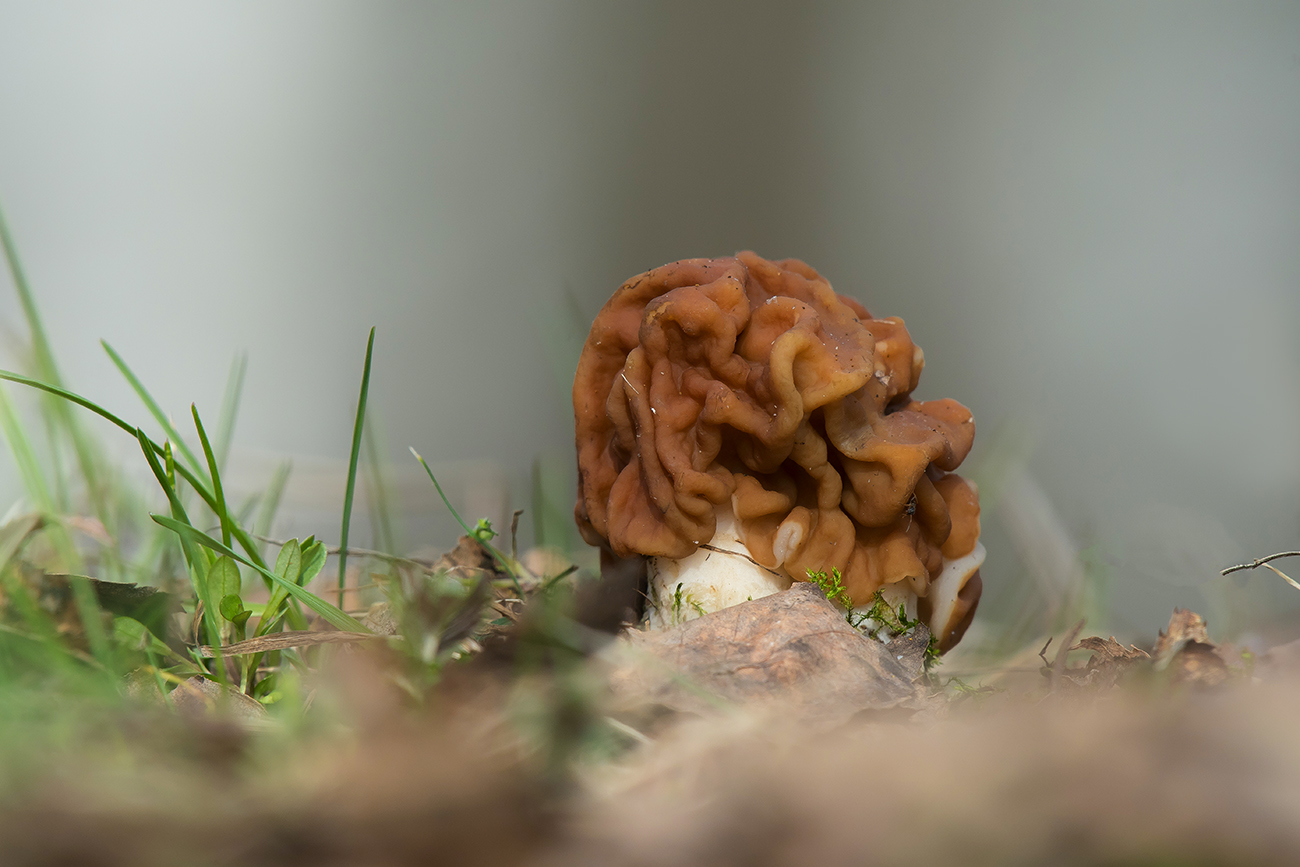 Грибной сезон