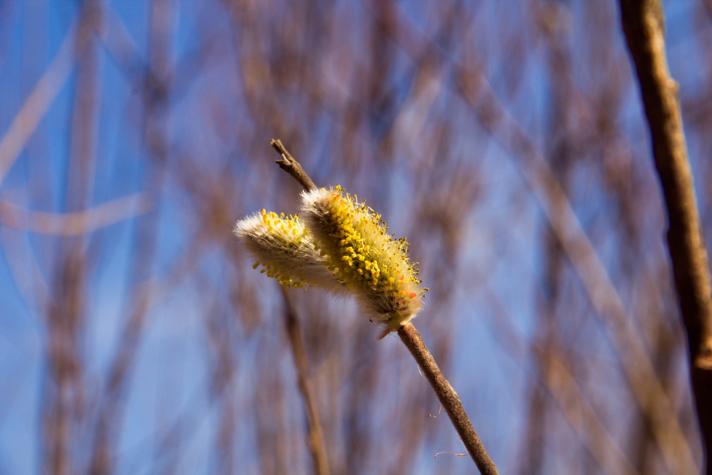 С Вербным Воскресеньем!