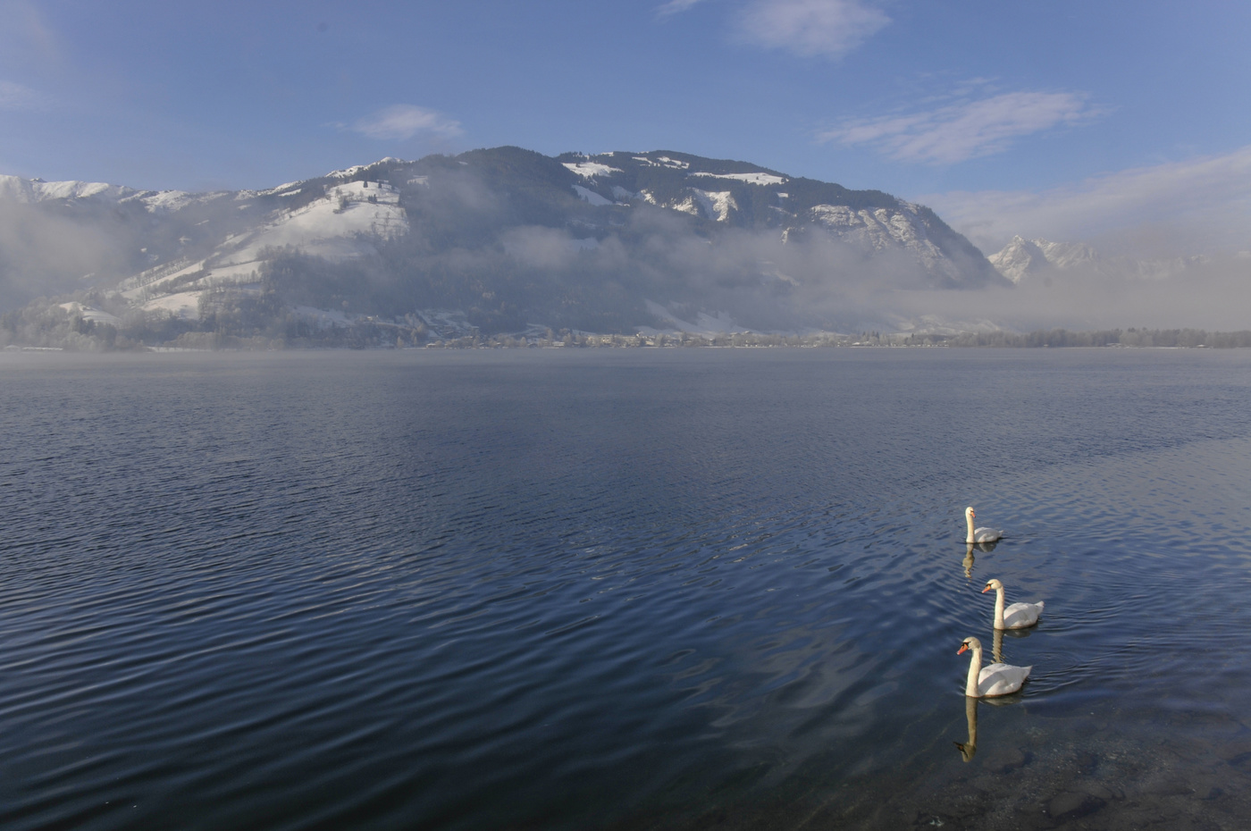 Лебединный мотив