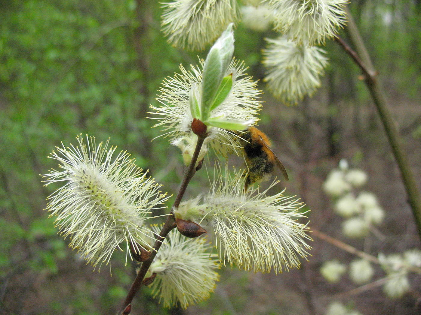 В весенним лесу