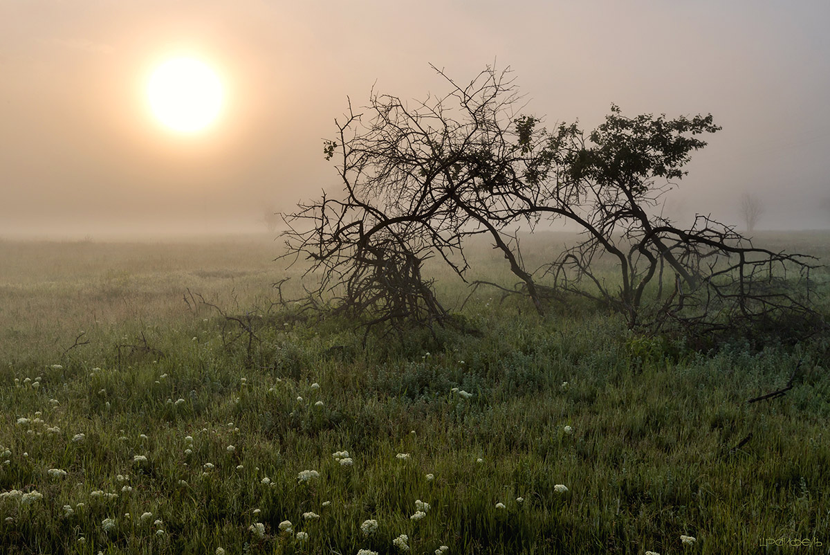 Тихим утром