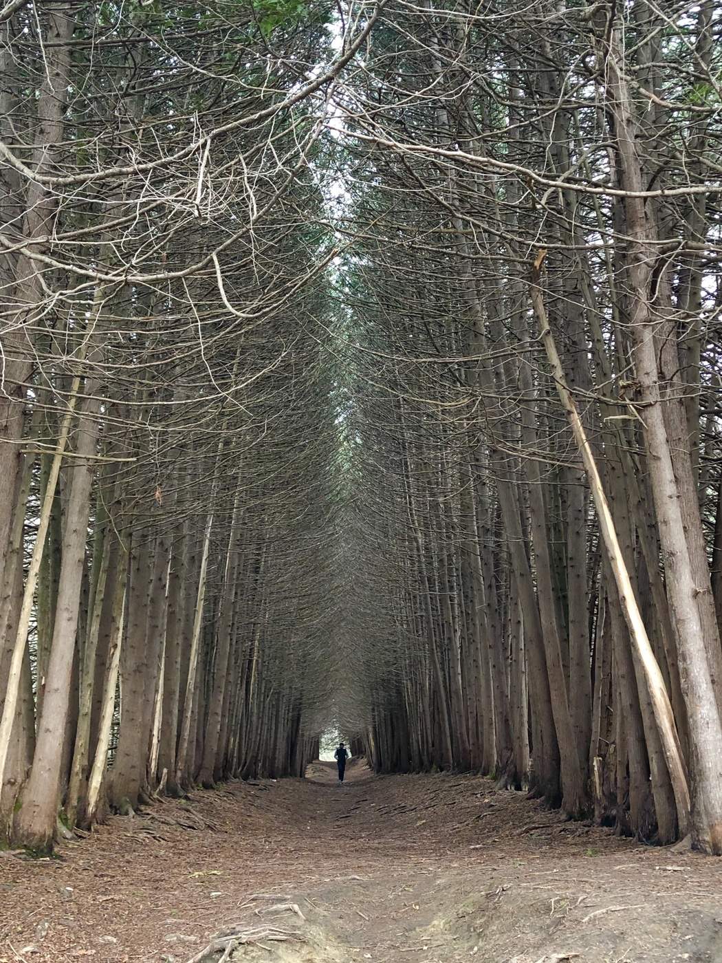 Кленовая аллея