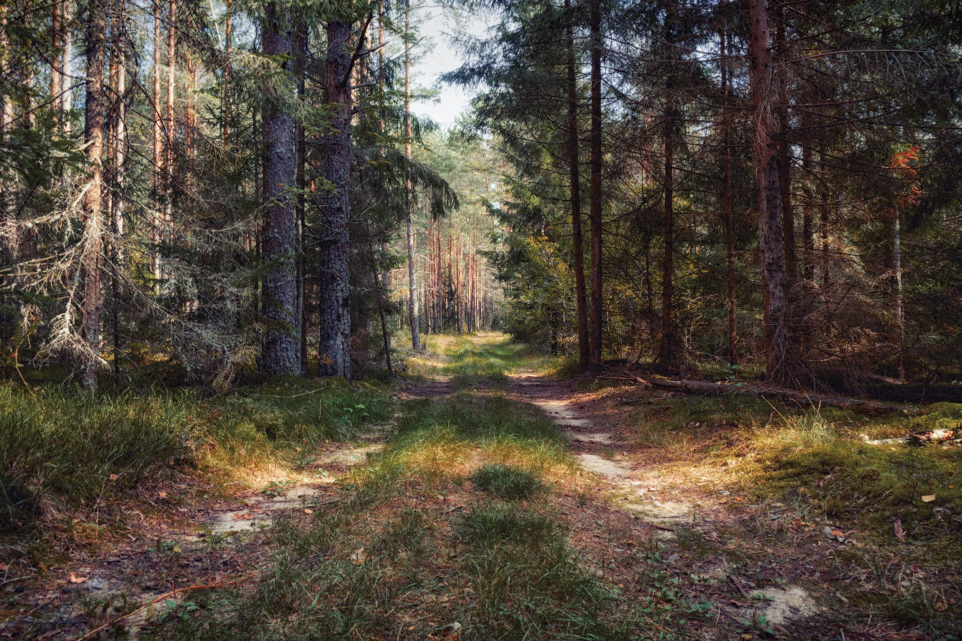 Лесной этюд