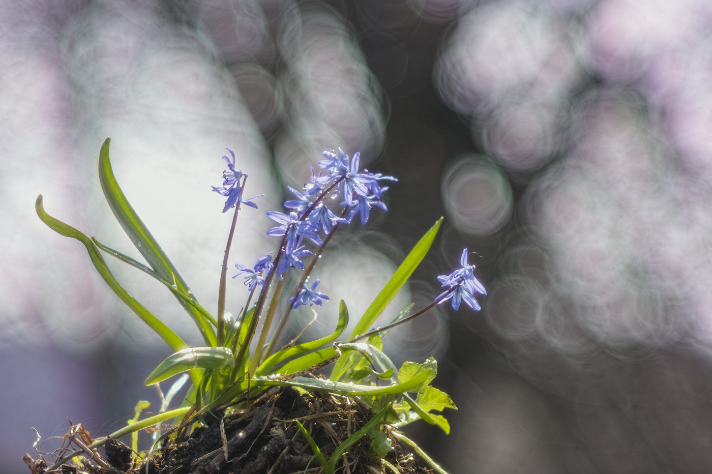 Первые весенние цветы