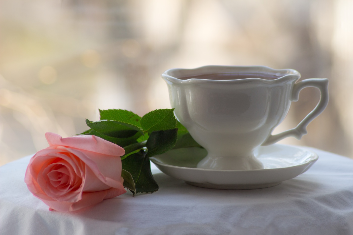 розовая роза