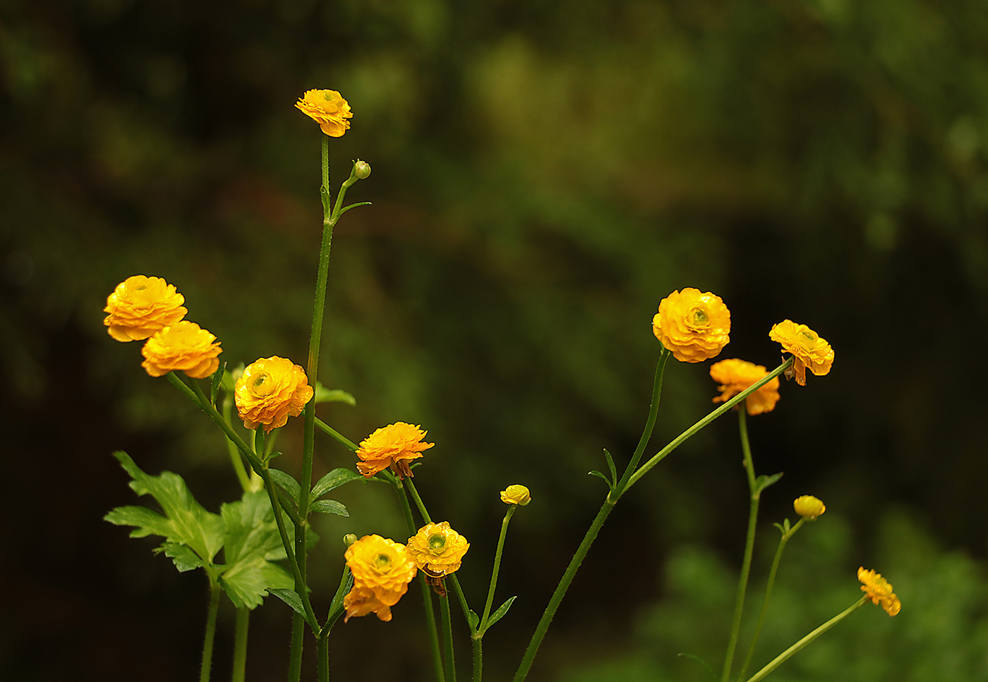 Огоньки-ранункулюсы