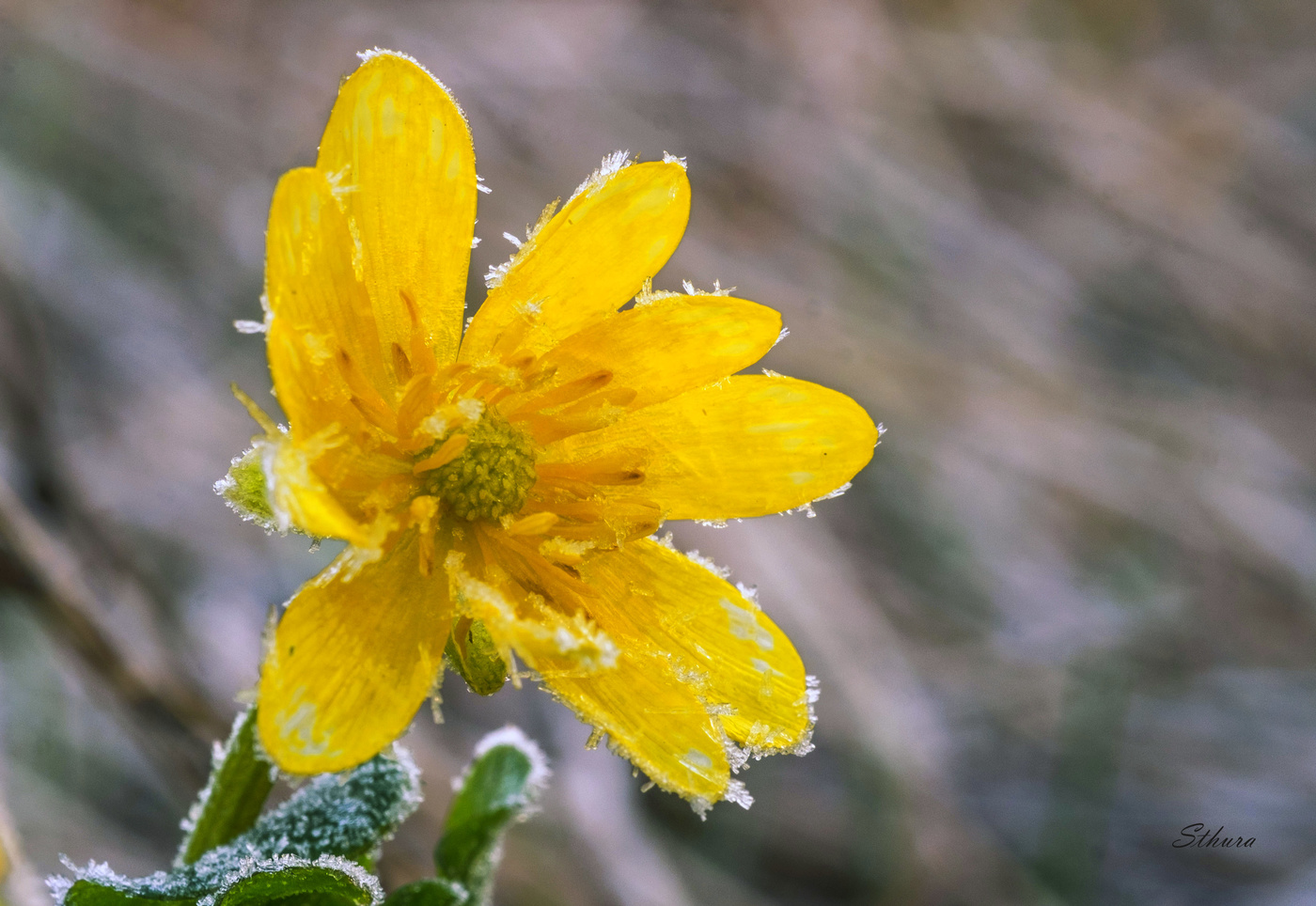 Цветок в поле.