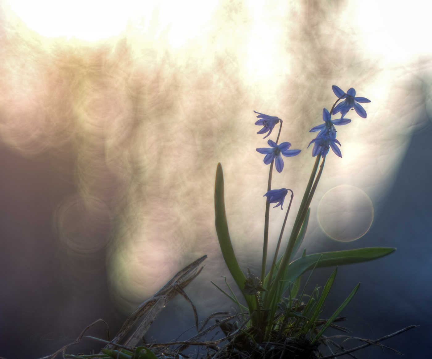 Навстречу солнцу