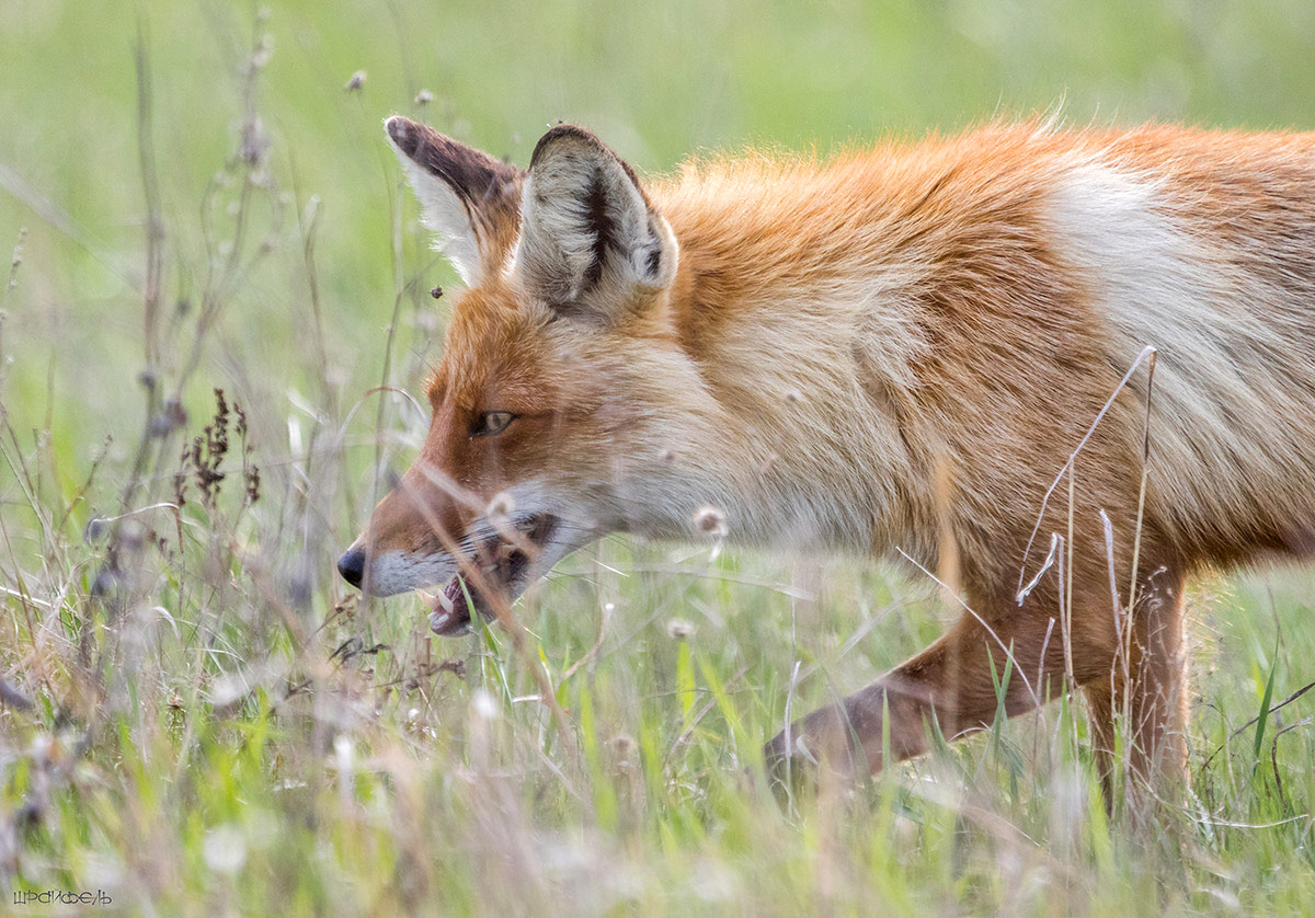 В рассуждении чего бы покушать