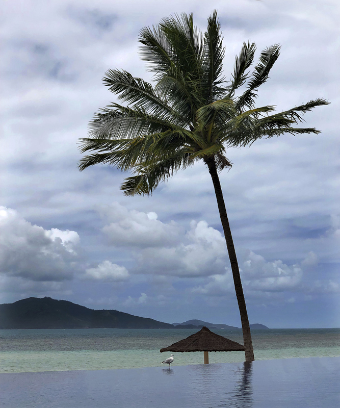 Этюд с чайкой, зонтиком и пальмой