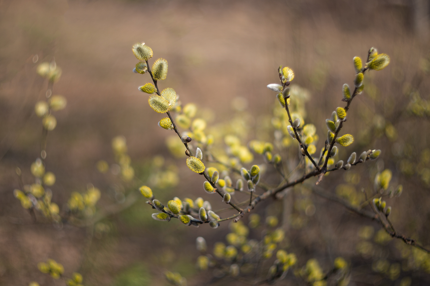 Весенние пушистики